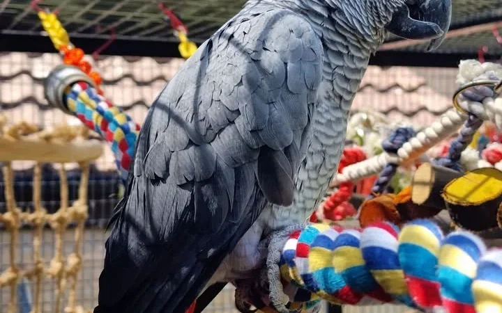 African Greys for sale in Pennsylvania