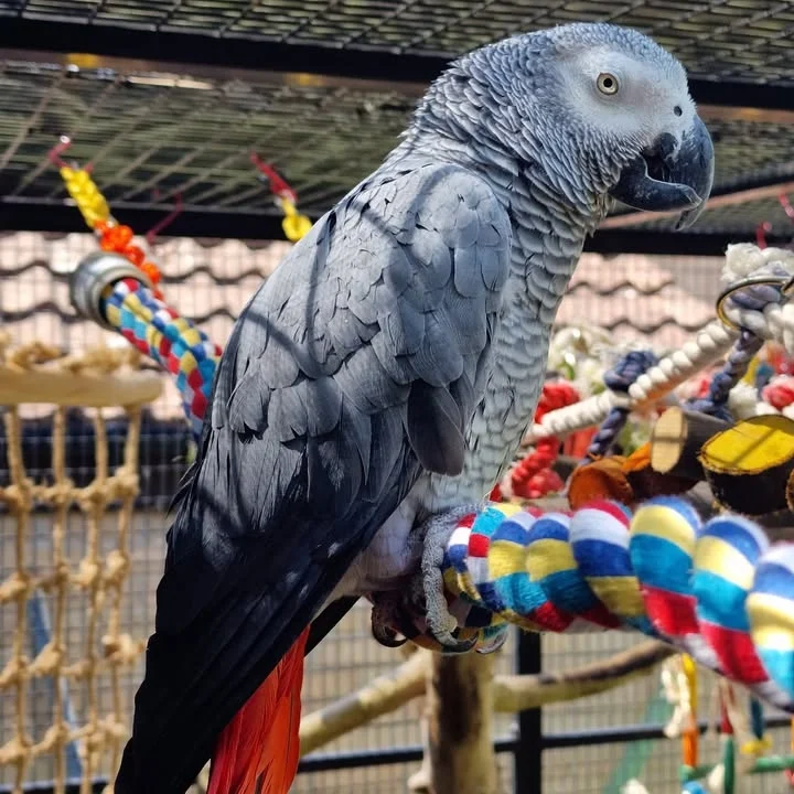 African Greys for sale in Pennsylvania