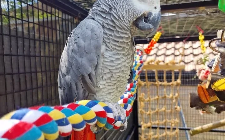 African Greys for sale in Oregon