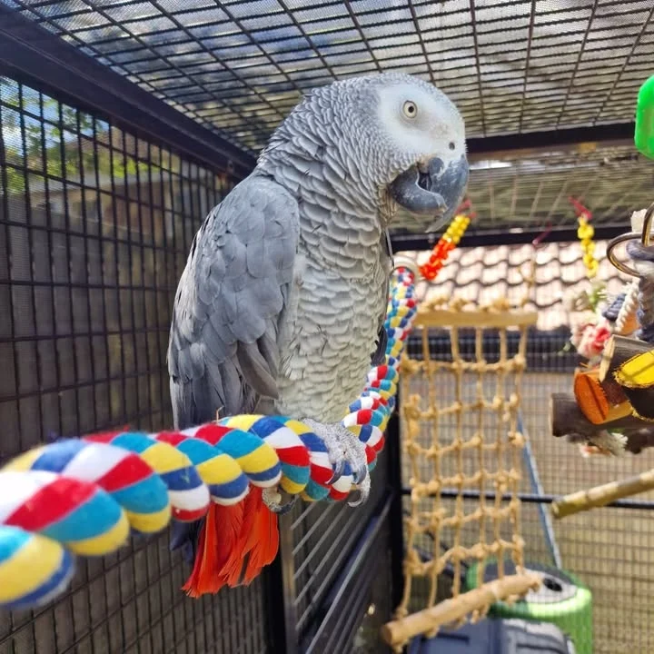 African Greys for sale in Oregon