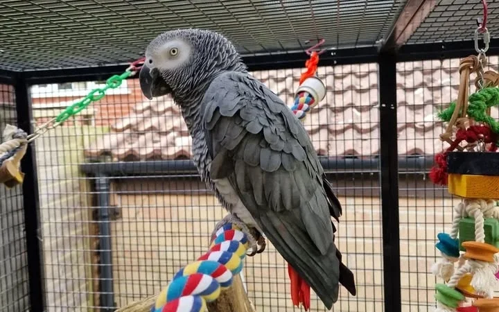 African Greys for sale in Oklahoma