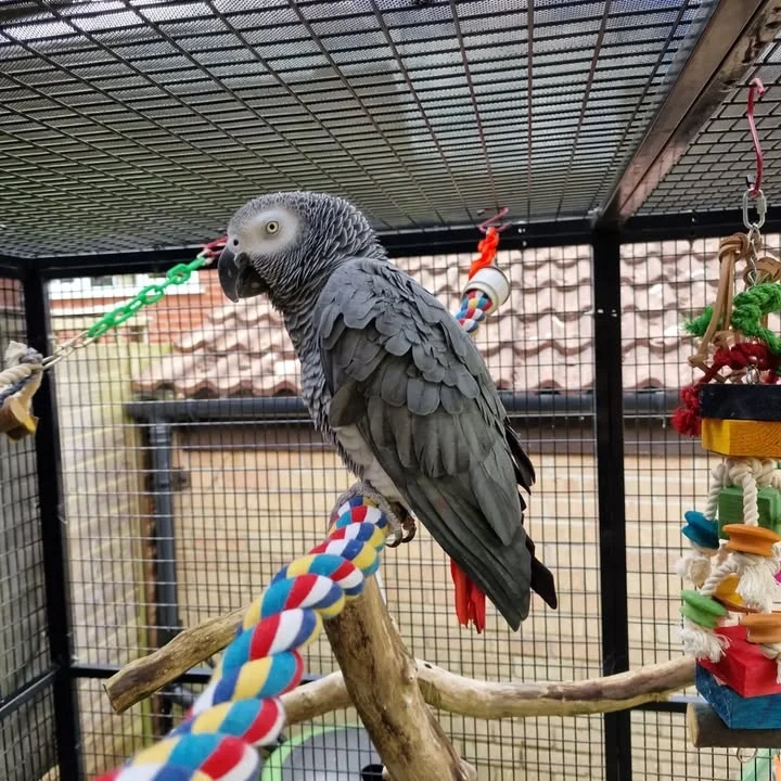 African Greys for sale in Oklahoma