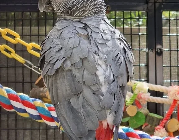 African Greys for sale in Ohio