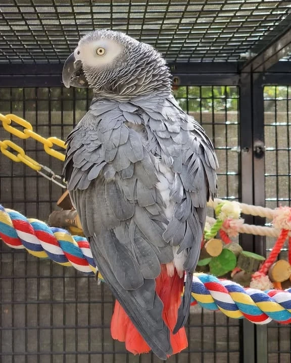 African Greys for sale in Ohio