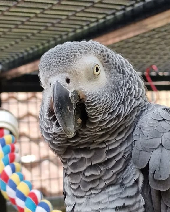 African Grey parrots in Vermont