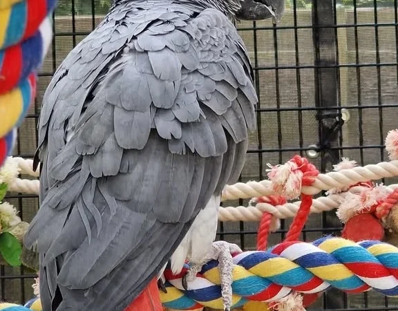 African Grey parrots in Louisiana