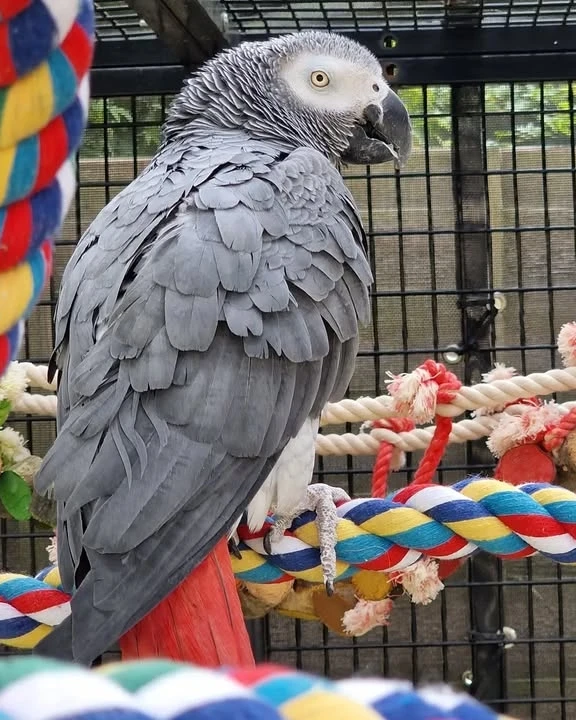 African Greys for sale in Texas