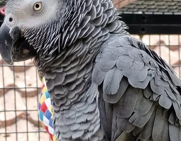 African Grey parrots in Virginia
