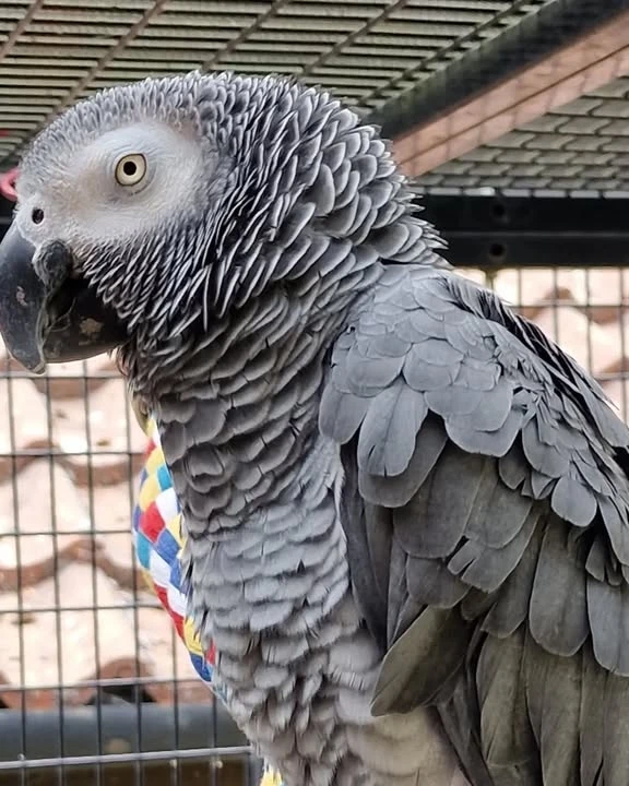 African Grey parrots in Virginia