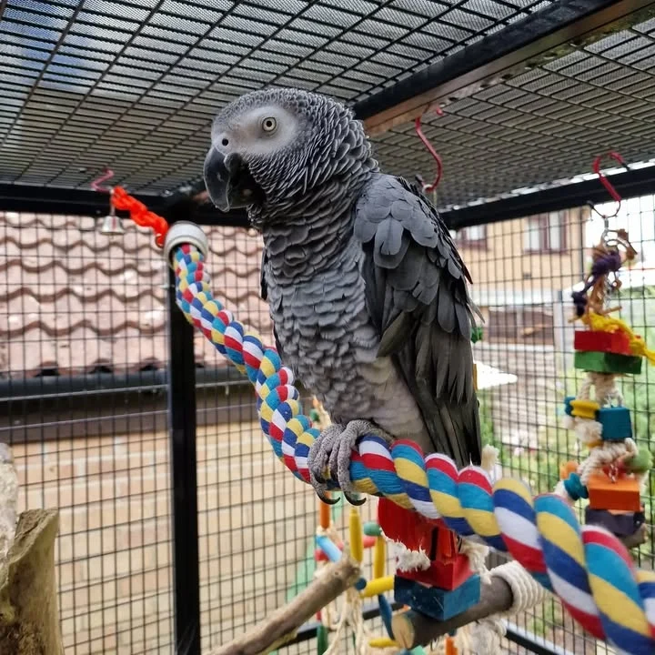 African Greys for sale in South Dakota