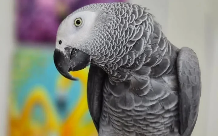 African Grey parrots in Iowa