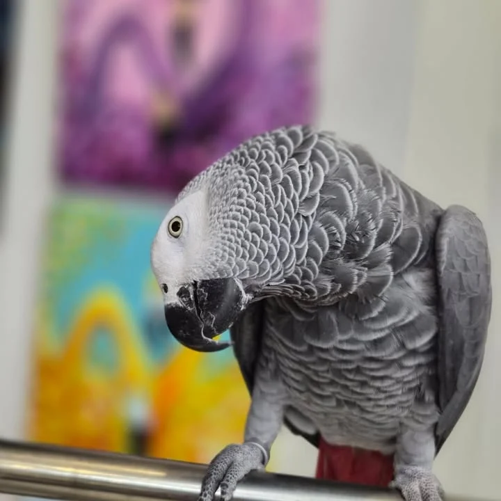 African Grey birds for sale Illinois