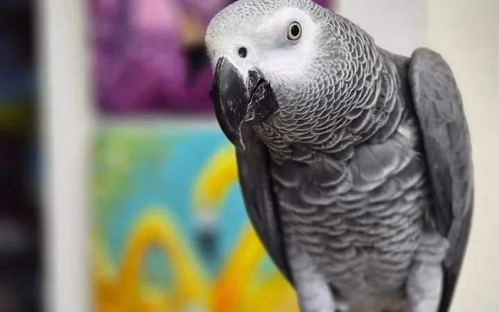 African Grey parrots in Mexico