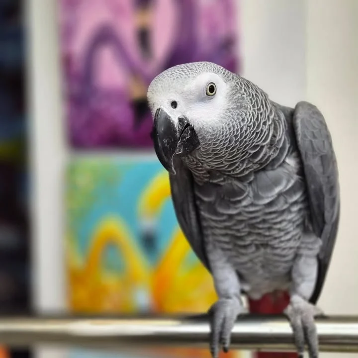 African Grey parrots in Maryland