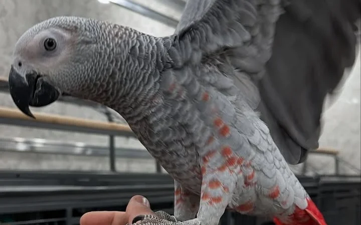 African Greys in Mississippi