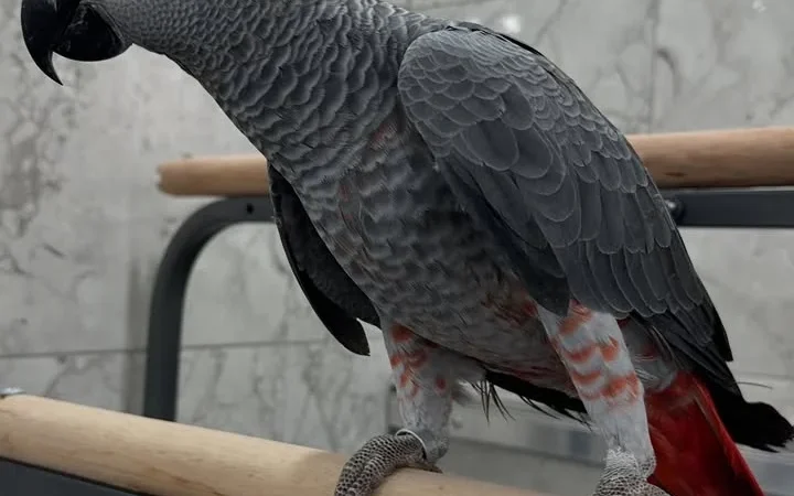 African Grey parrots in Wyoming
