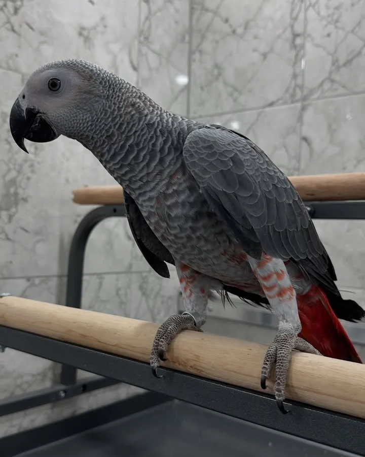 African Grey birds for sale Iowa