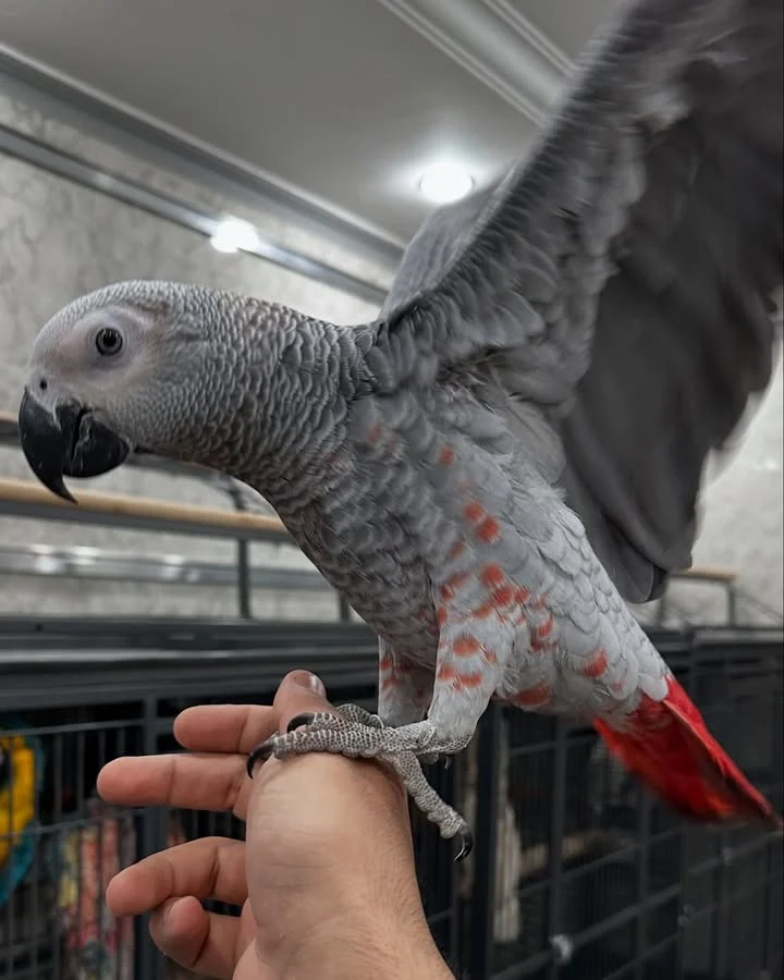African Grey birds for sale Maryland