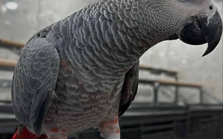 African Grey parrots in Wisconsin
