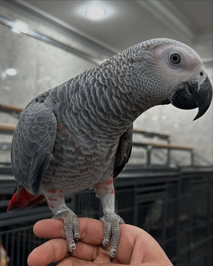 African Grey parrots in Minnesota