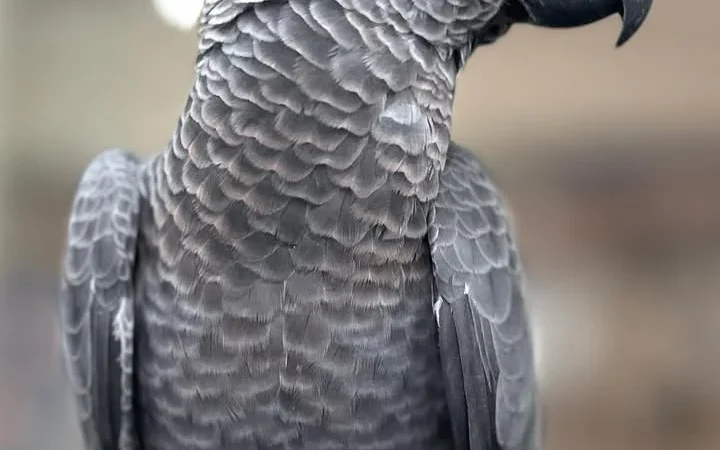 African Greys in Minnesota