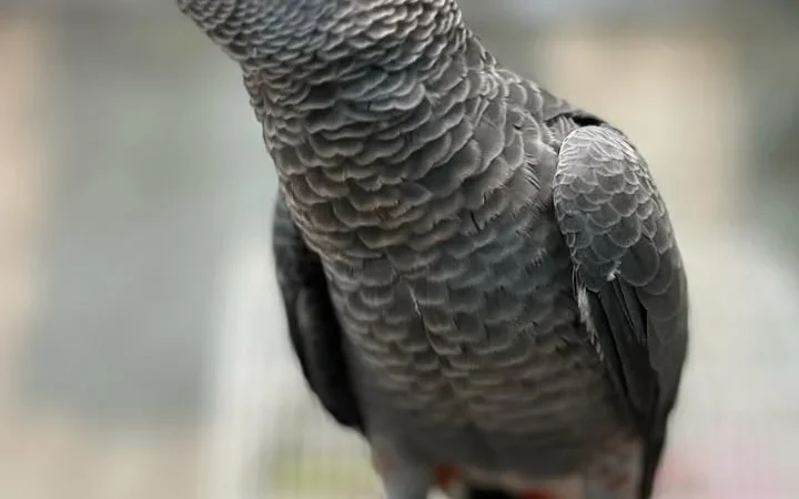 African Grey birds for sale Idaho