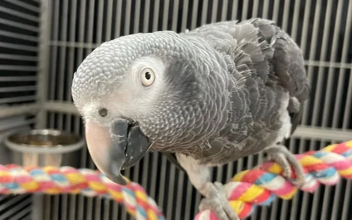 African Greys in Massachusetts