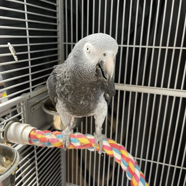 African Grey birds for sale Kentucky