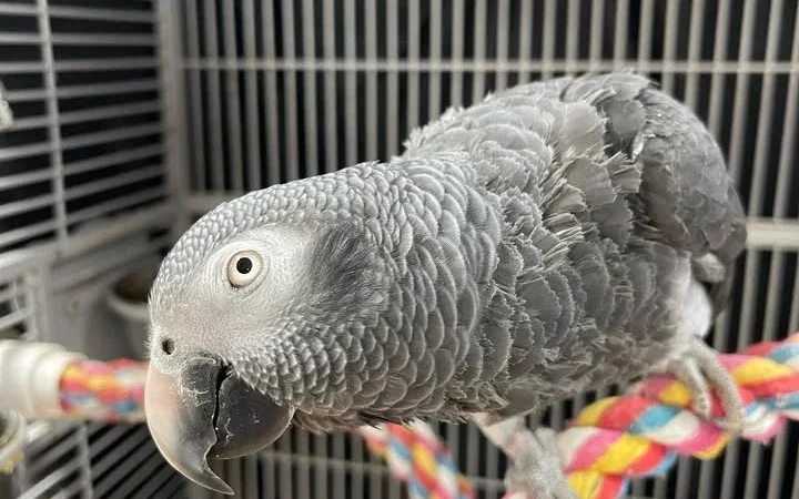 African Greys in Arkansas