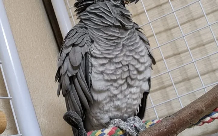 African Grey parrots in North Dakota