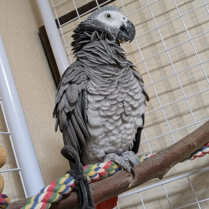 African Grey parrots in North Dakota
