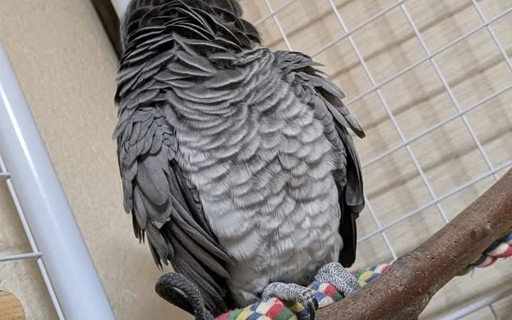 African Greys in Alaska