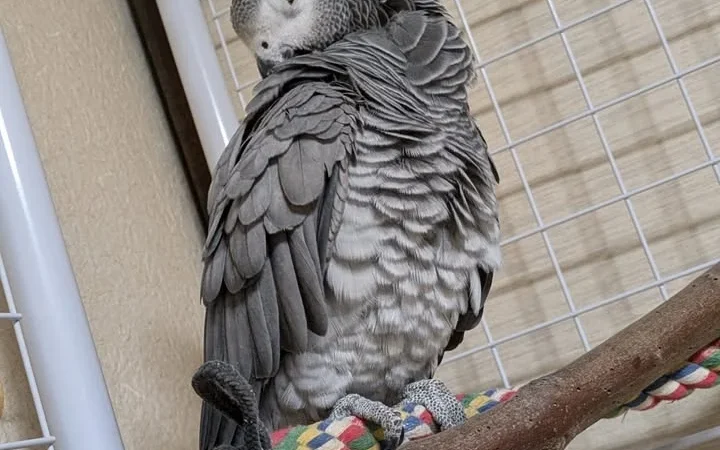 African Grey parrots in Oregon