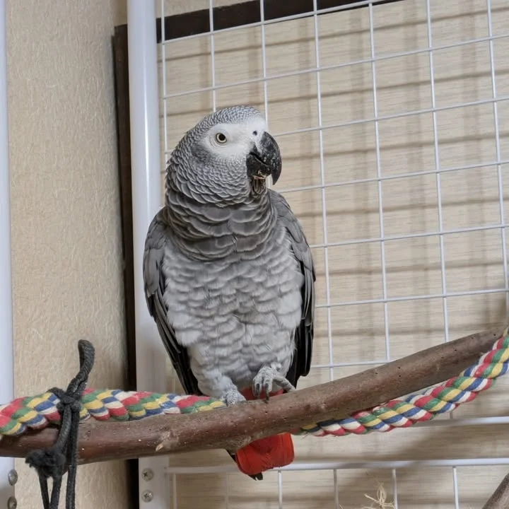 African Grey parrots in Pennsylvania