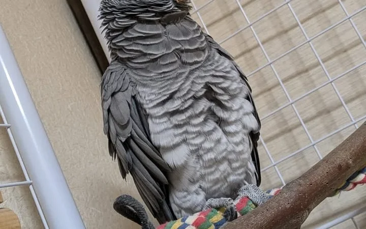 African Grey parrots in Texas