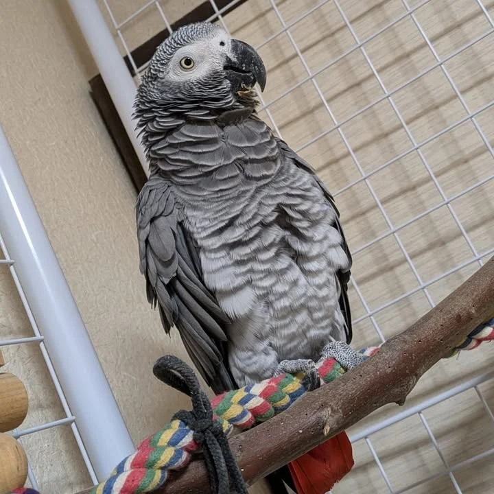 African Grey parrots in Texas