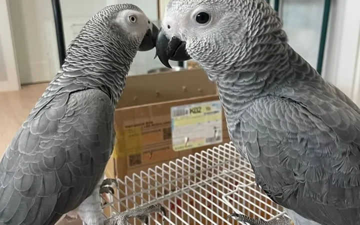 African Grey parrots in Tennessee