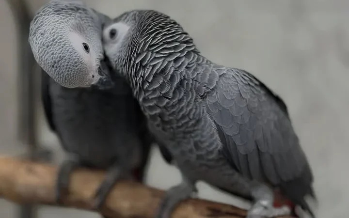 African Grey parrots in South Dakota