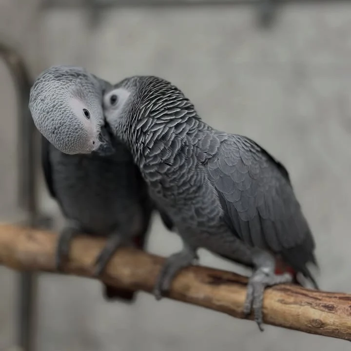 African Grey parrots in South Dakota
