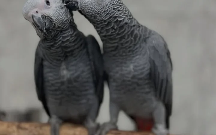 African Grey parrots in South Carolina