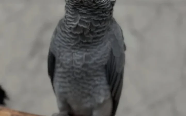 African Grey parrots in Rhode Island