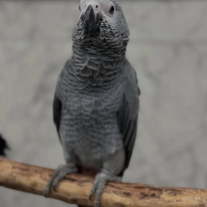 African Grey parrots in Rhode Island